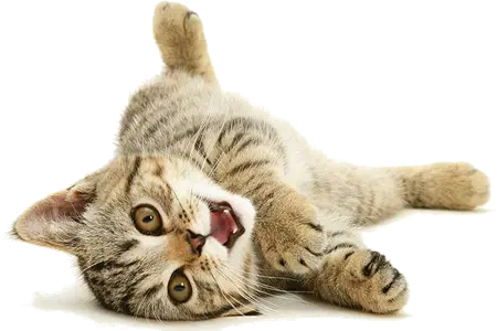istanbul-kedi-oteli-kedi-2